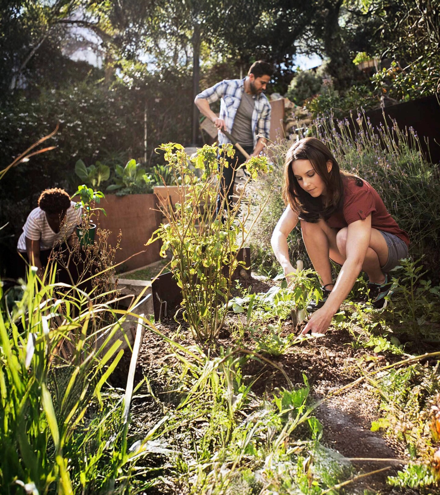 Trois personnes s'occupent des plantes dans un jardin communautaire.